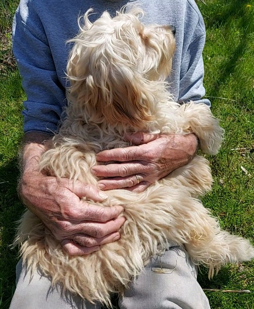 Enlarge  Murphy  WALTER, a Adopted Goldendoodle in Sardinia, OH image 2/6