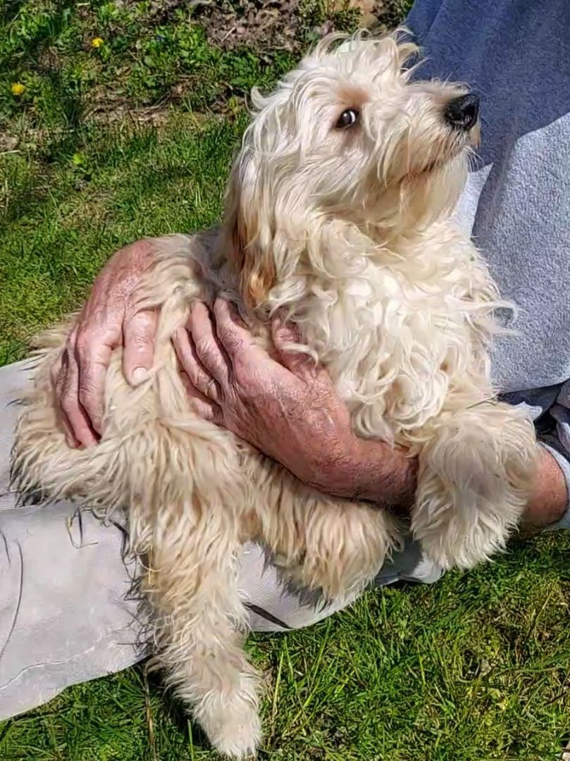 Enlarge  Murphy  WALTER, a Adopted Goldendoodle in Sardinia, OH image 3/6