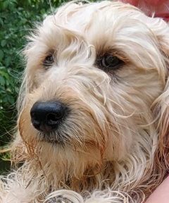 Enlarge  Murphy  WALTER, a Adopted Goldendoodle in Sardinia, OH image 4/6