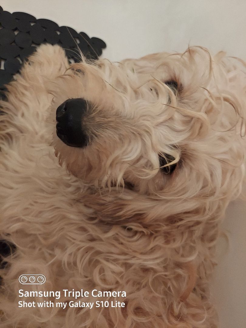 Enlarge  Murphy  WALTER, a Adopted Goldendoodle in Sardinia, OH image 5/6