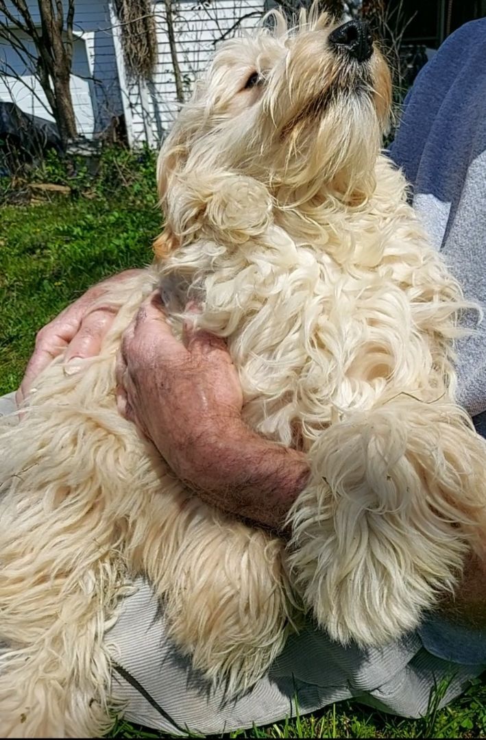 Enlarge  Murphy  WALTER, a Adopted Goldendoodle in Sardinia, OH image 6/6