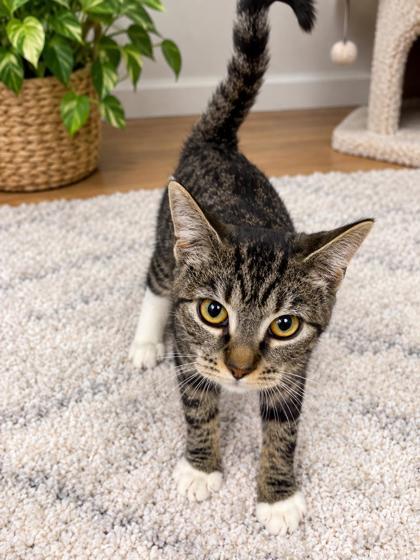Enlarge Eliza, a Adoptable mixed breed in Paducah, KY image 1/1