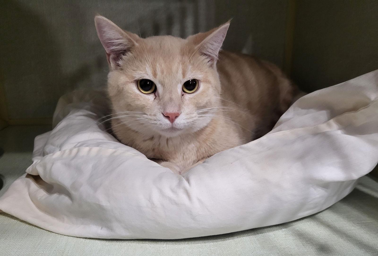 Enlarge Albert, a Adopted Domestic Short Hair in Iroquois, IL image 1/1