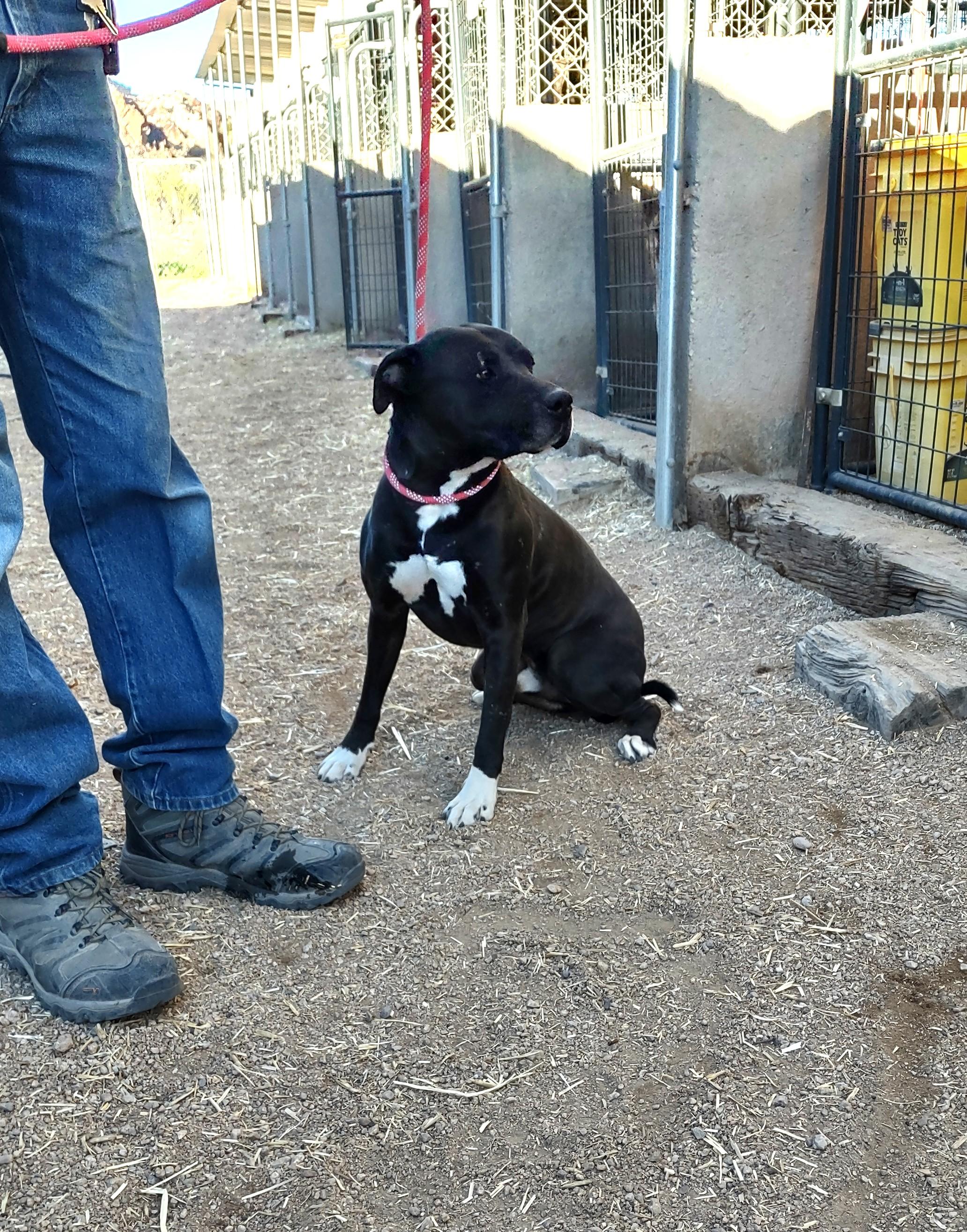 Enlarge Konan, a ADOPTABLE American Staffordshire Terrier in Golden Valley, AZ image 2/2