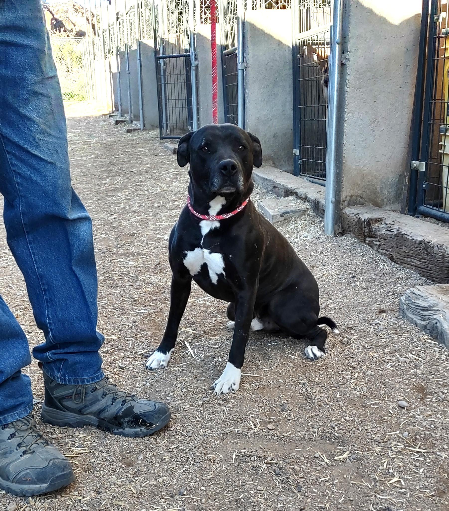 Konan, ADOPTABLE, Young Male American Staffordshire Terrier.
