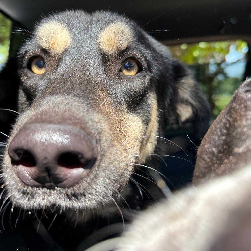 Blessing, Adoptable, Puppy Female Shepherd.