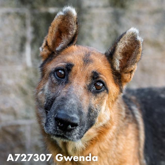 GWENDA, Adoptable, Adult Female German Shepherd Dog.