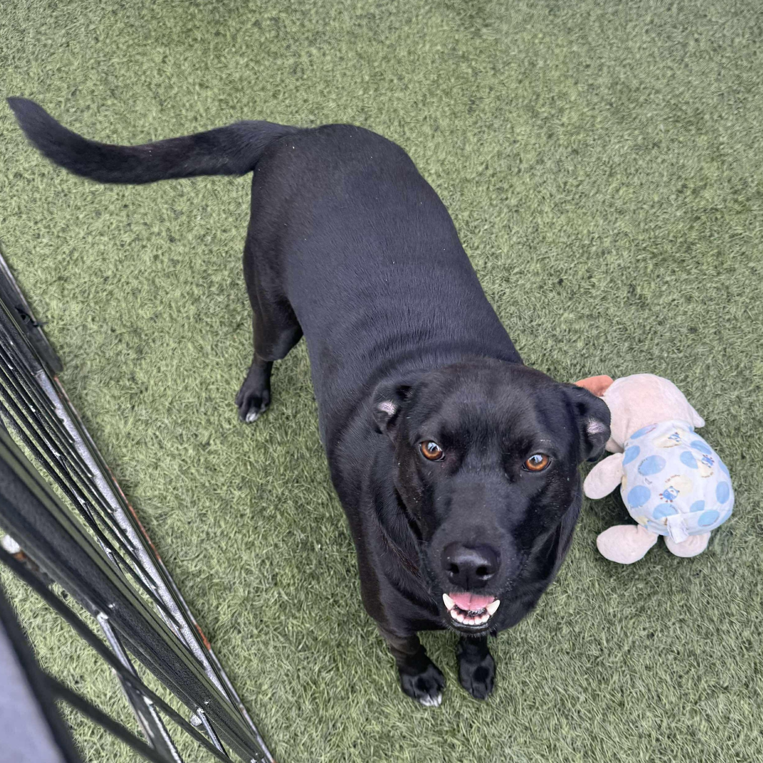 Charcoal, Adoptable, Young Male Black Labrador Retriever & Terrier.