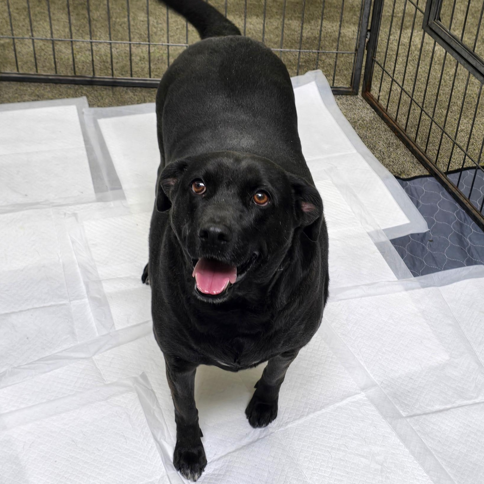 Enlarge Charcoal, a Adoptable mixed breed in Stockton, CA image 2/6