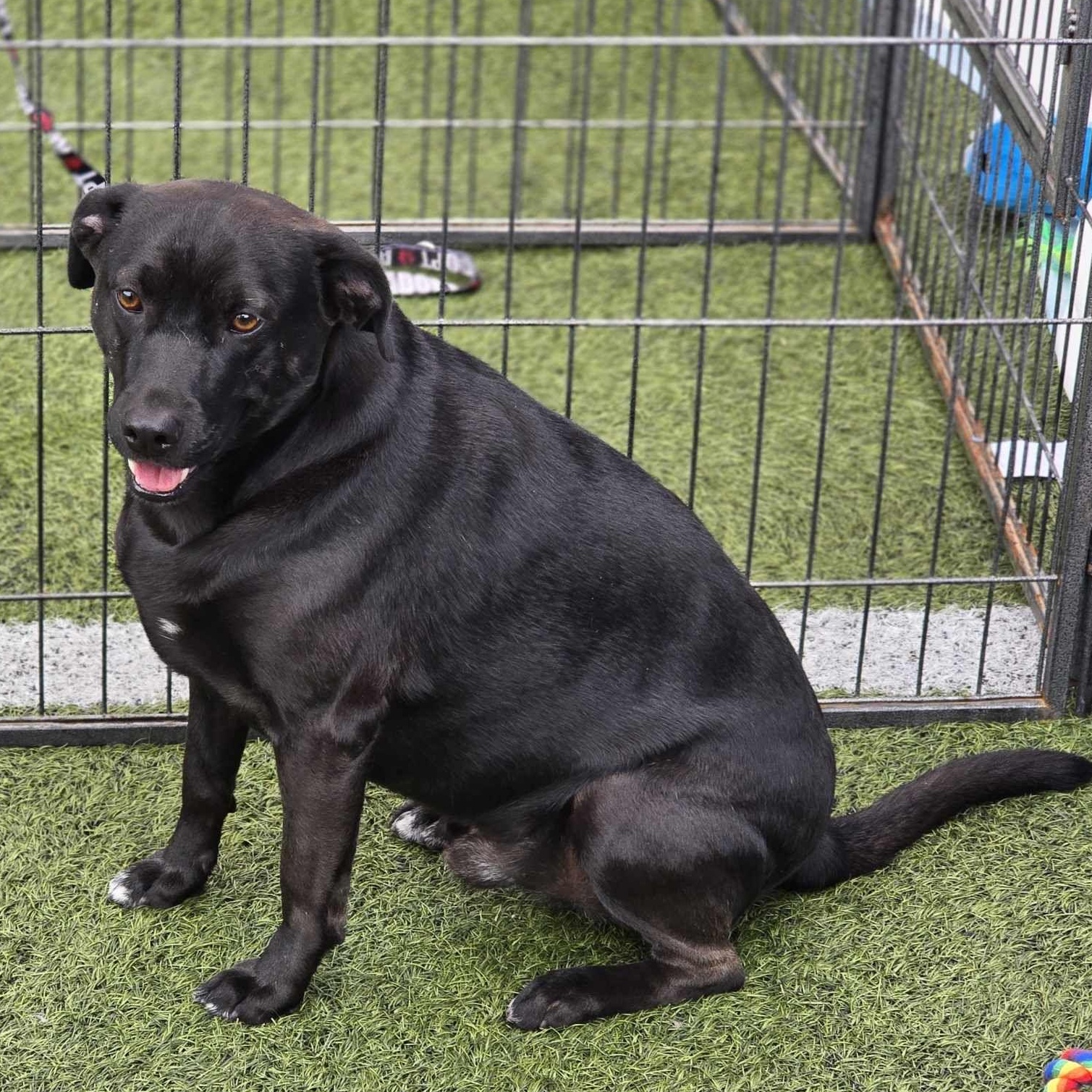 Enlarge Charcoal, a Adoptable mixed breed in Stockton, CA image 3/6