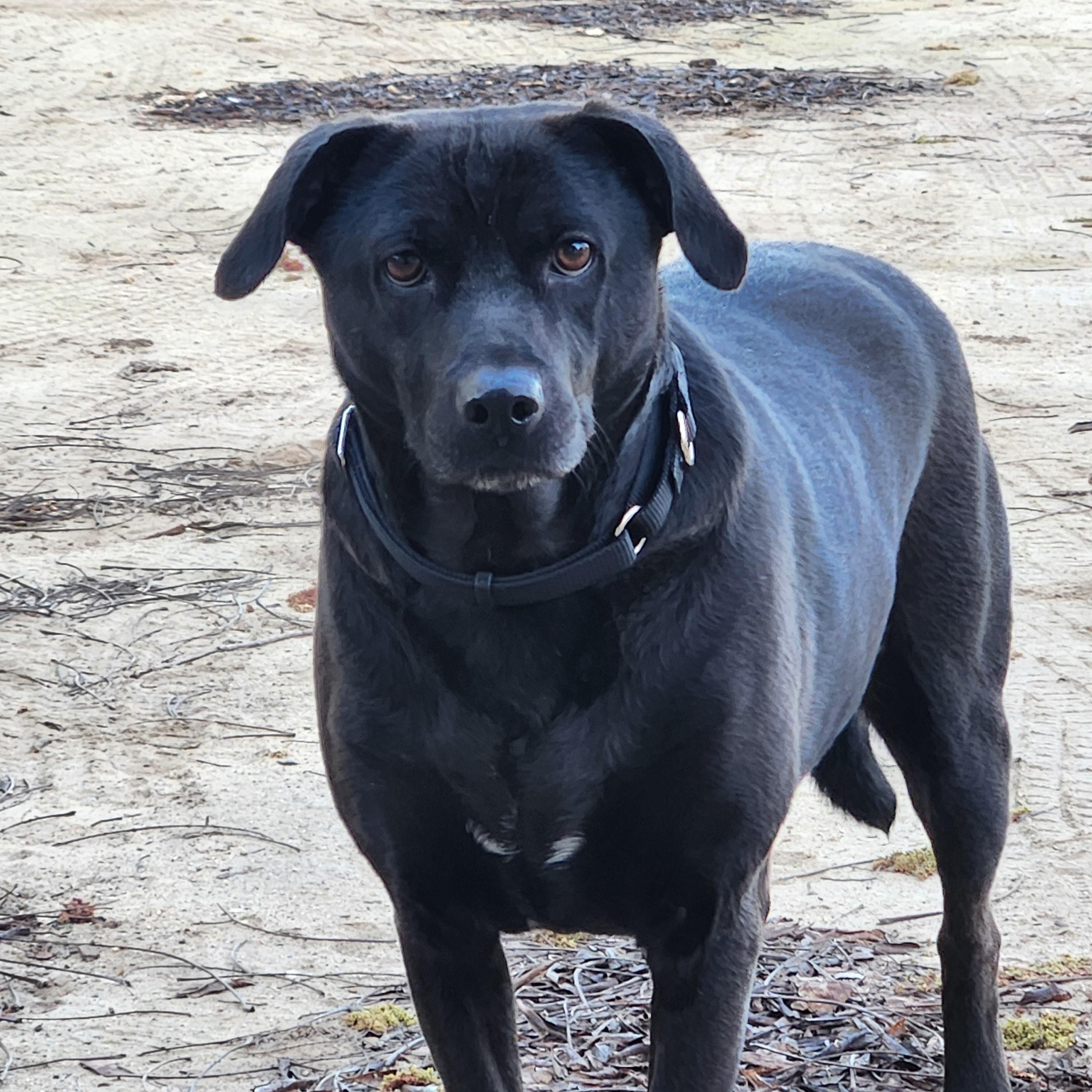 Charcoal, Adoptable, Young Male Black Labrador Retriever & Terrier.