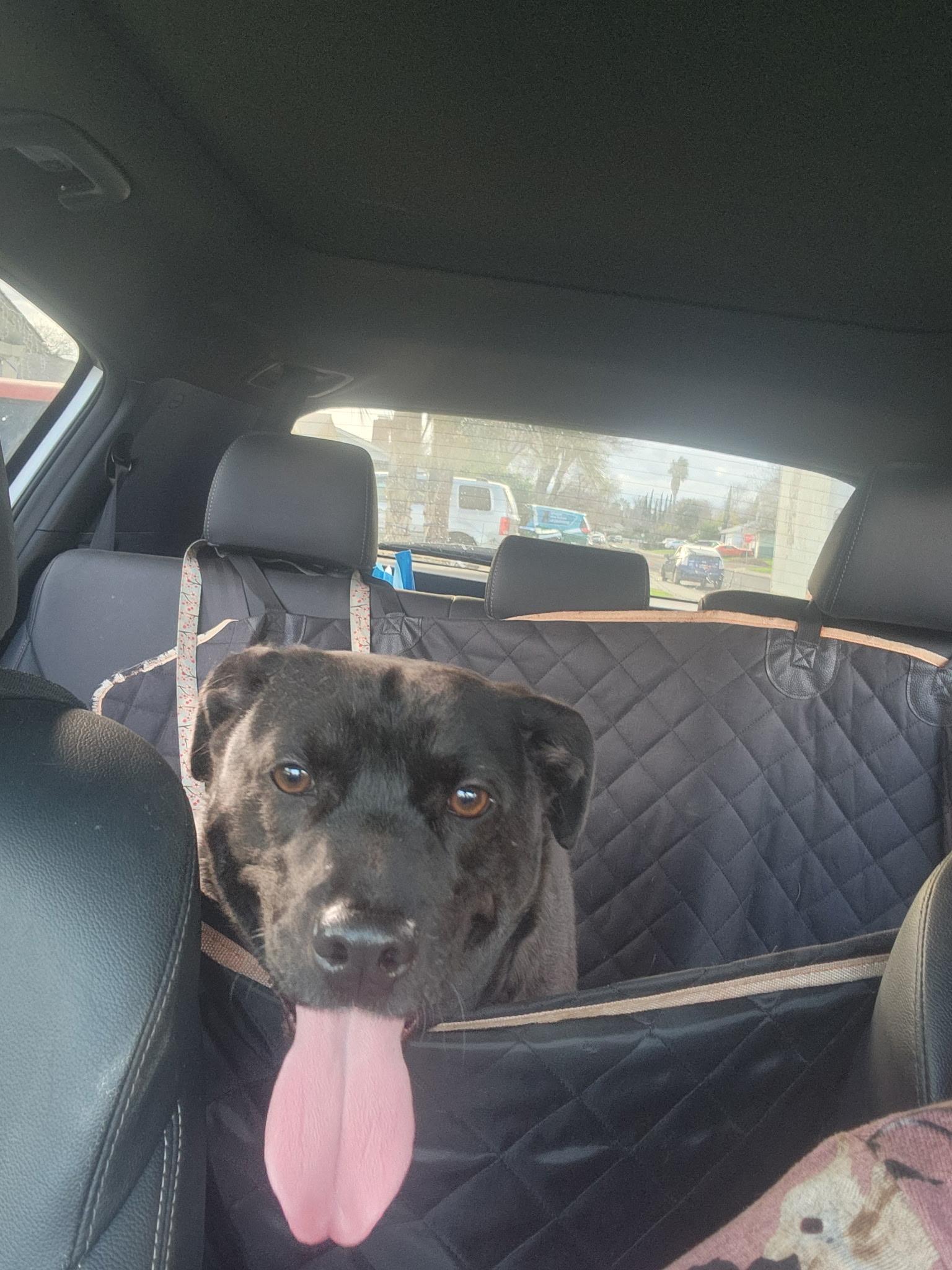 Charcoal, a Adoptable mixed breed in Stockton, CA image 6/6