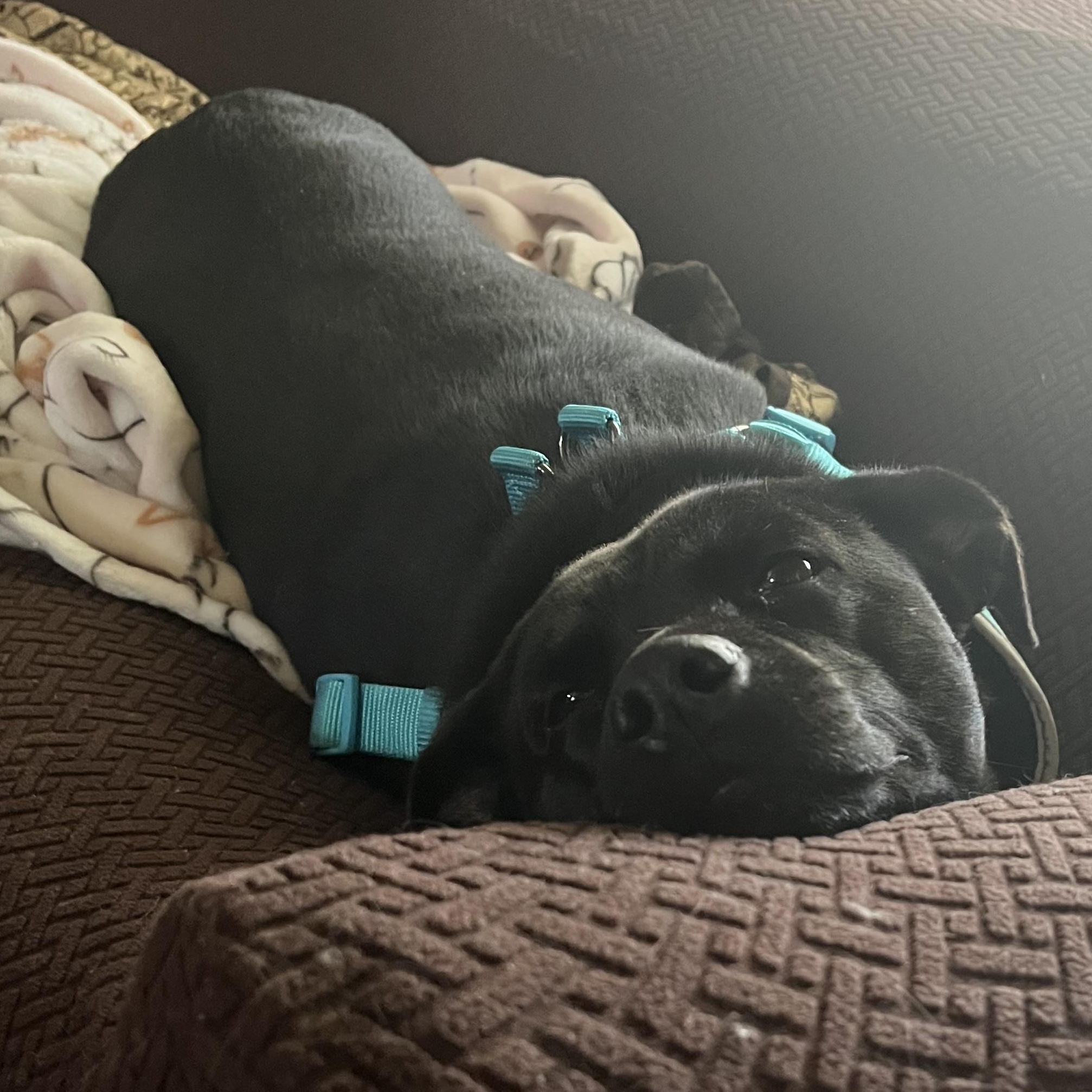 Charcoal, Adoptable, Young Male Black Labrador Retriever & Terrier.