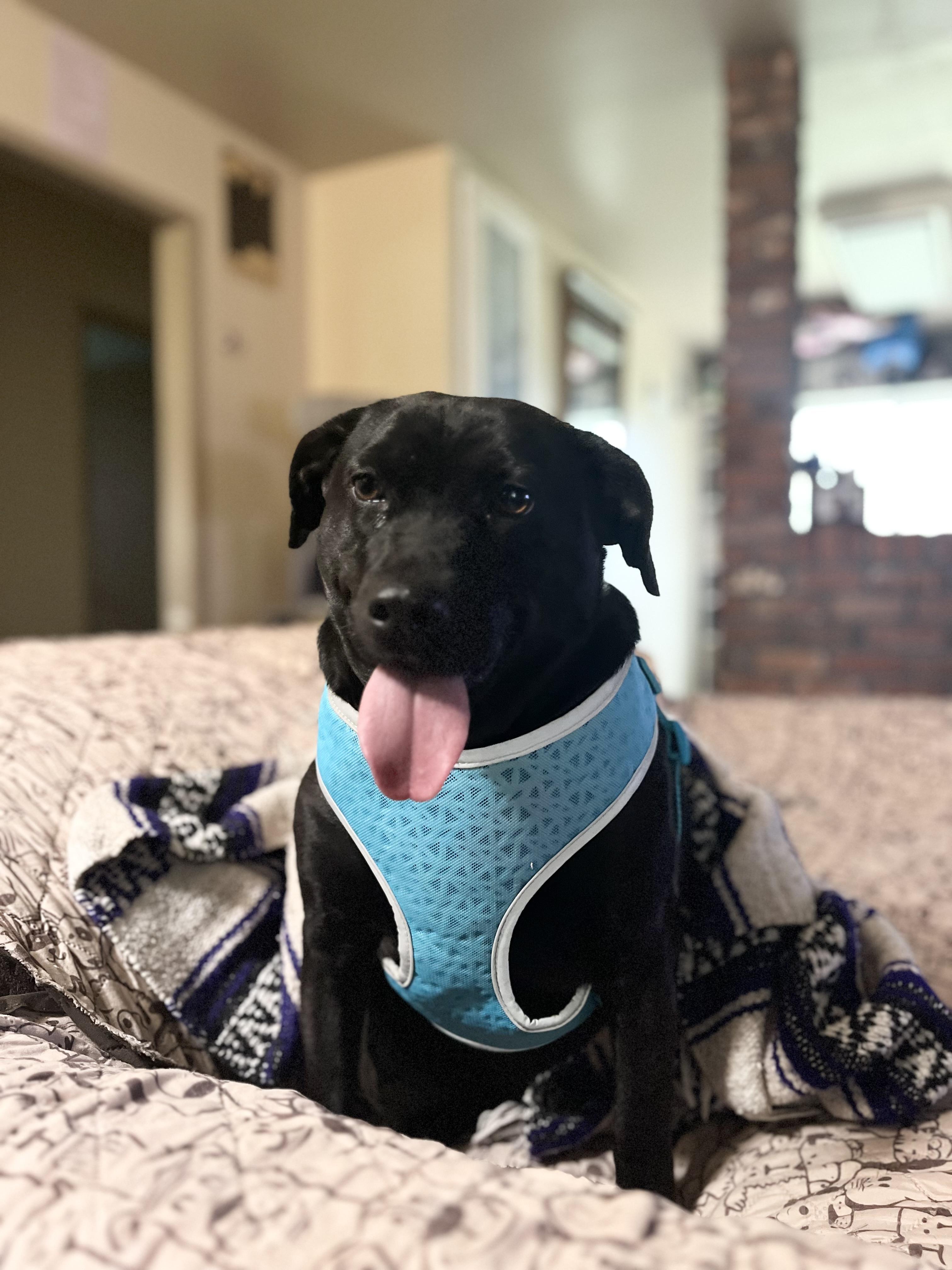 Enlarge Charcoal, a Adoptable mixed breed in Stockton, CA image 6/6