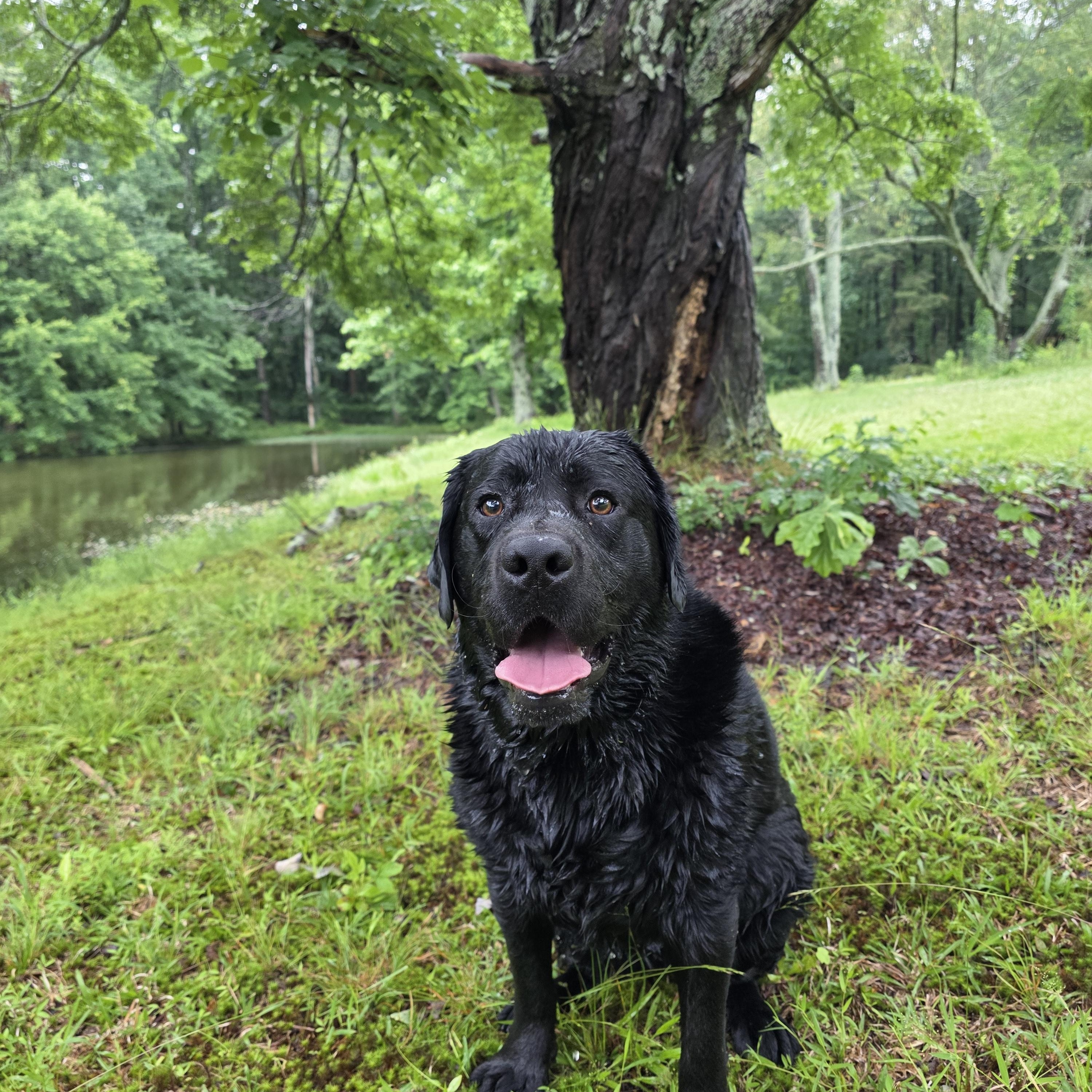 Lauren Evee "Toots", a ADOPTABLE Black Labrador Retriever in Grant, AL image 2/3