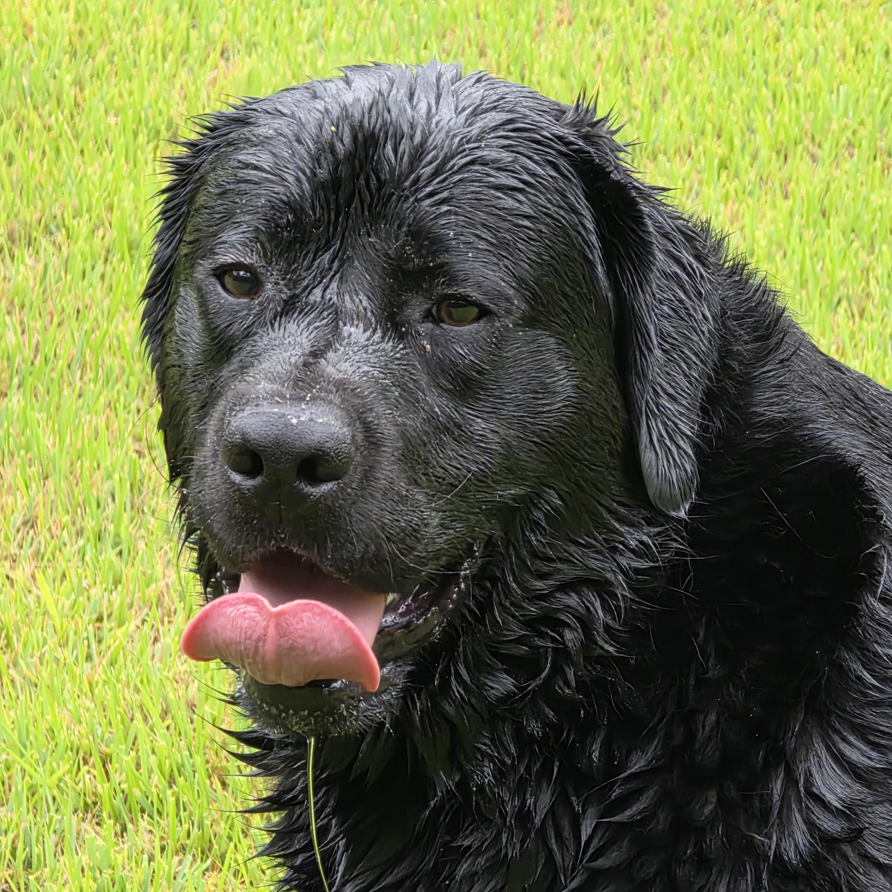 Lauren Evee "Toots", ADOPTABLE, Young Female Black Labrador Retriever.
