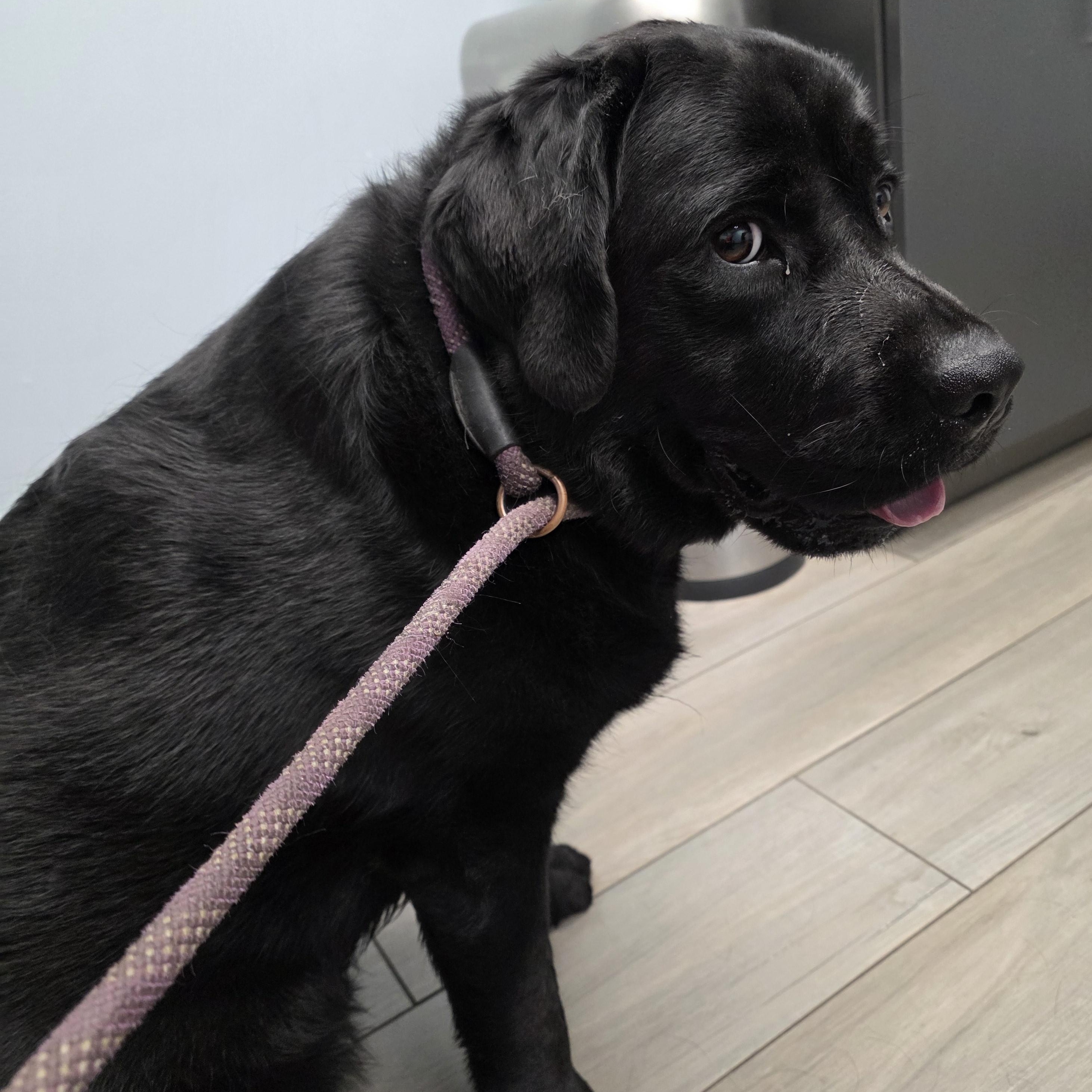 Lauren Evee "Toots", a ADOPTABLE Black Labrador Retriever in Grant, AL image 3/3