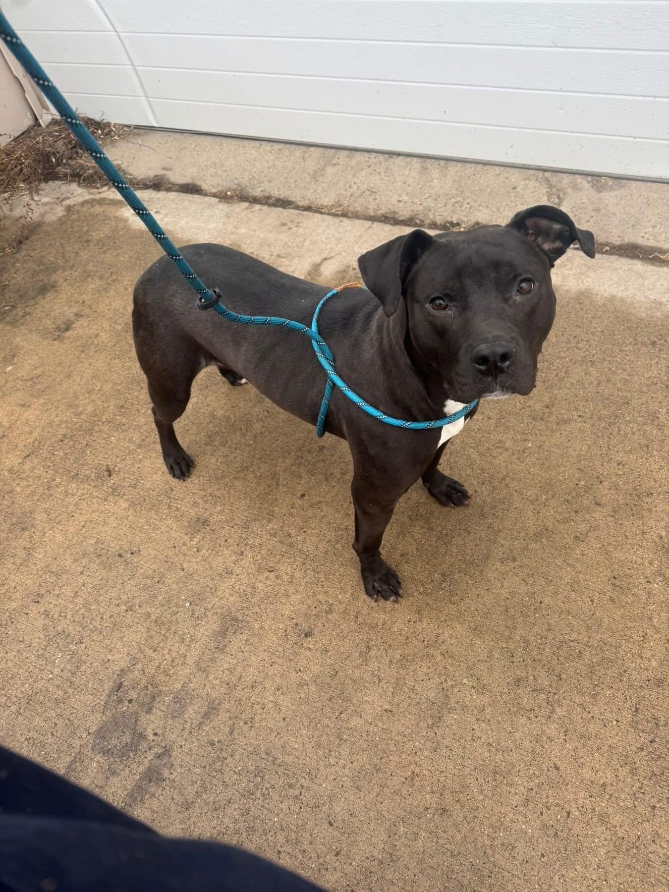 Bruno, ADOPTABLE, Adult Male Mixed Breed.