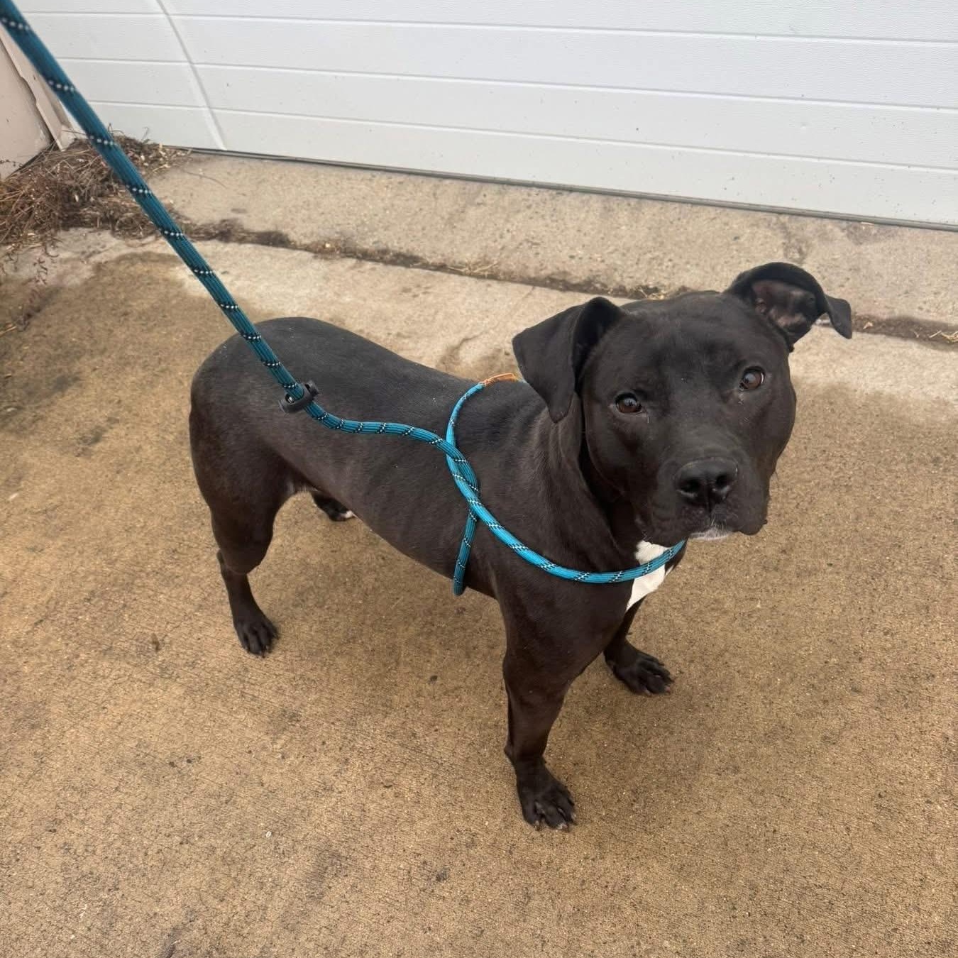 Enlarge Bruno, a ADOPTABLE mixed breed in Oak Park, MI image 2/3