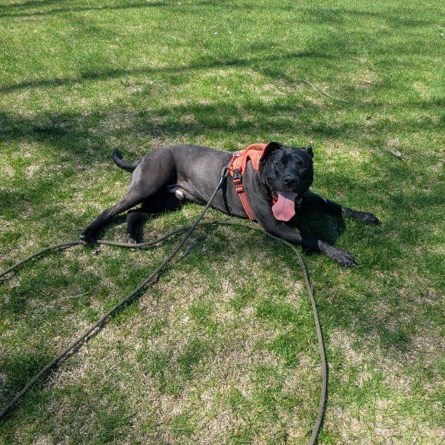 Bruno, ADOPTABLE, Adult Male Mixed Breed.