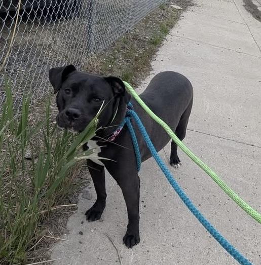 Bruno, a ADOPTABLE mixed breed in Oak Park, MI image 1/4