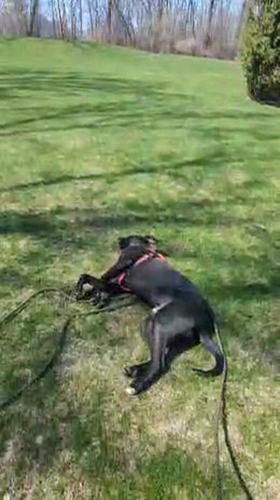 Enlarge Bruno, a ADOPTABLE mixed breed in Oak Park, MI video 3/3