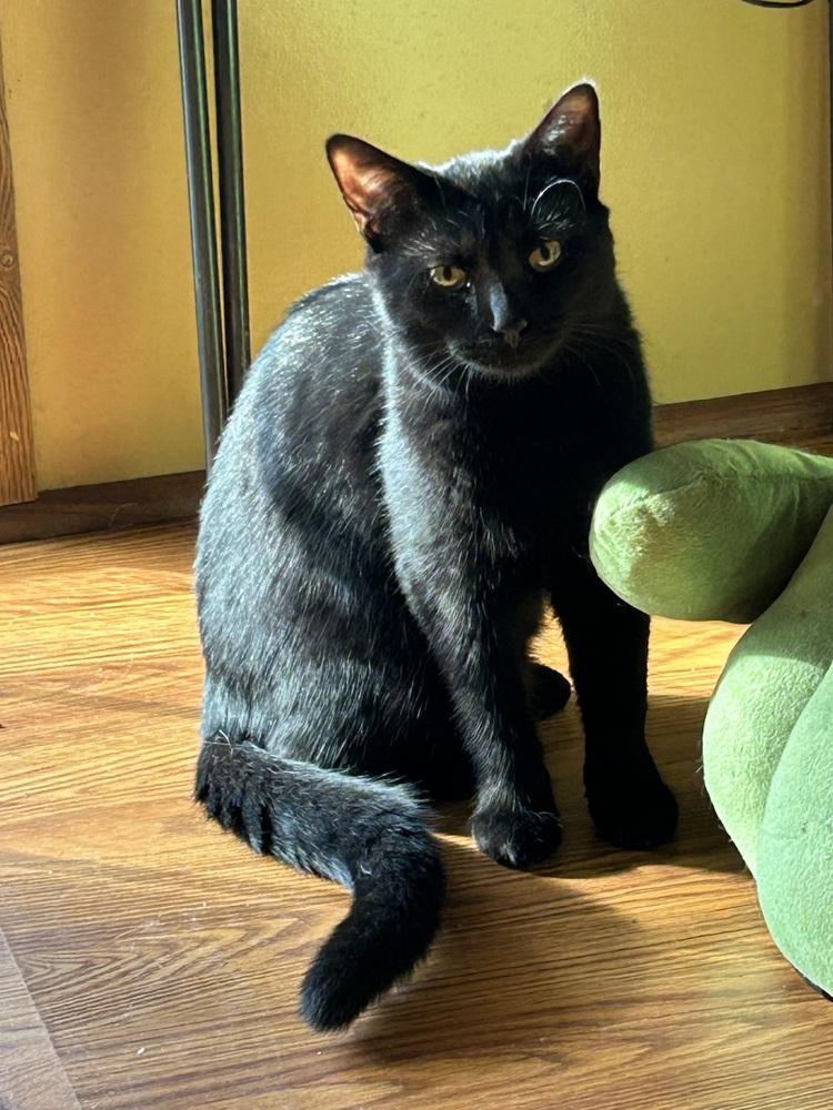 Evie, Adoptable, Young Female Domestic Short Hair.