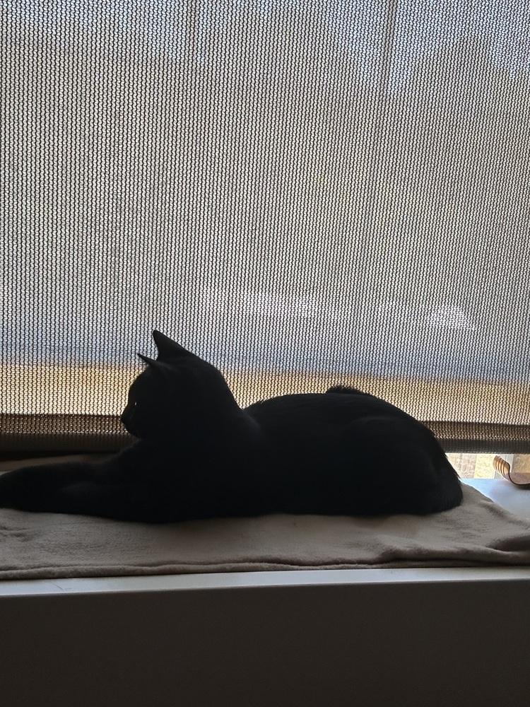 Enlarge Evie, a Adoptable mixed breed in Jackson, GA image 3/6