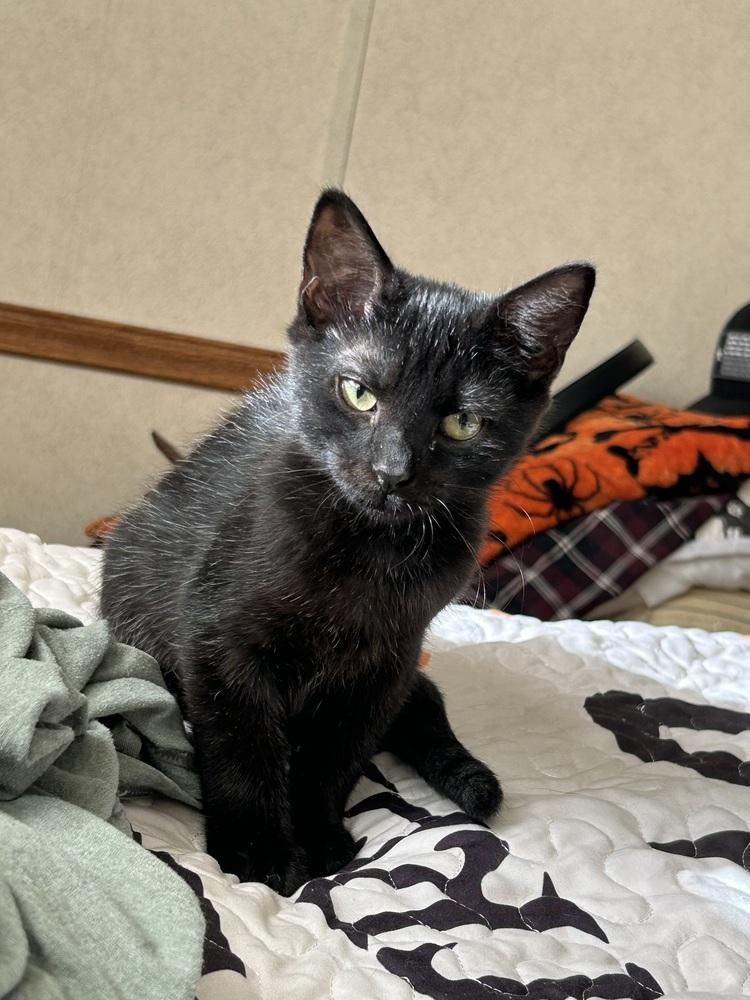 Enlarge Evie, a Adoptable mixed breed in Jackson, GA image 4/6