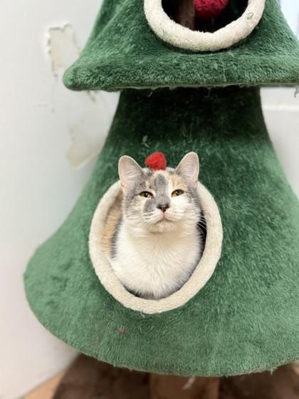 Gelato, Adoptable, Adult Female Domestic Short Hair & Domestic Short Hair.