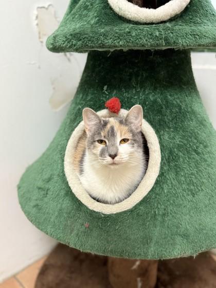 Gelato, a Adoptable Domestic Short Hair in North Miami Beach, FL image 2/2