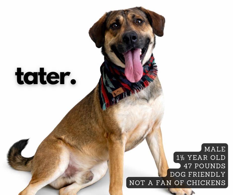 Tater, Adoptable, Young Male Mixed Breed.