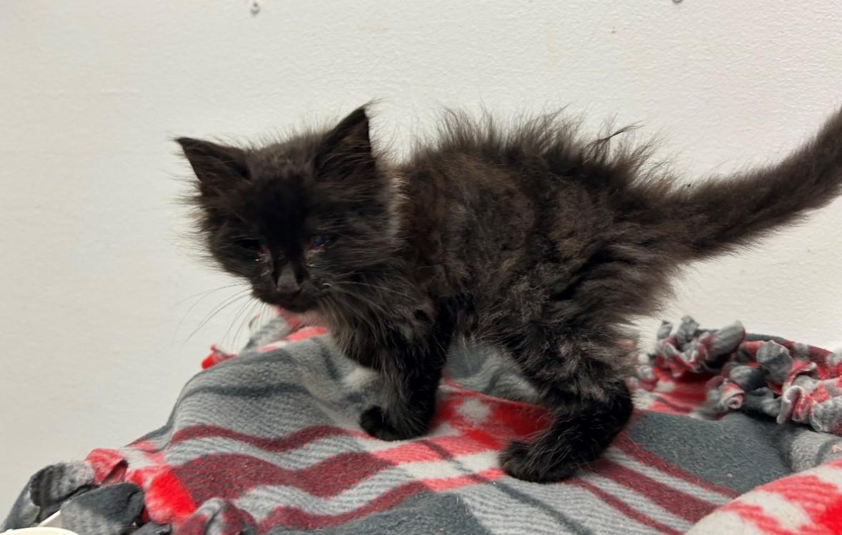 Enlarge Stevie, a Adopted Domestic Long Hair in Dayville, CT image 1/1