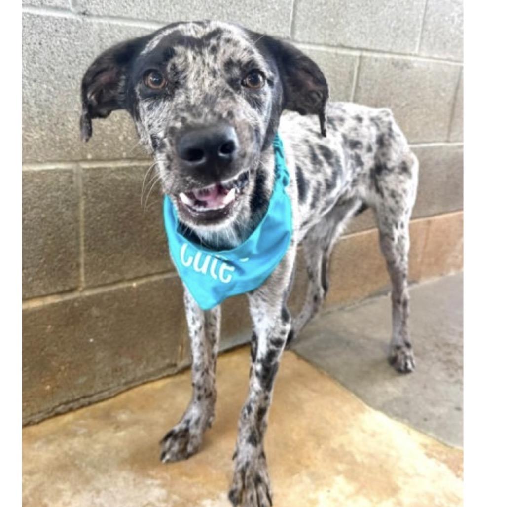 Chip, Adoptable, Young Male Catahoula Leopard Dog & Mixed Breed.