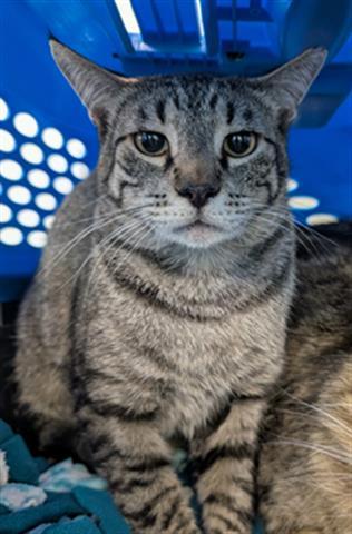 MISO, Adoptable, Adult Male Domestic Short Hair.