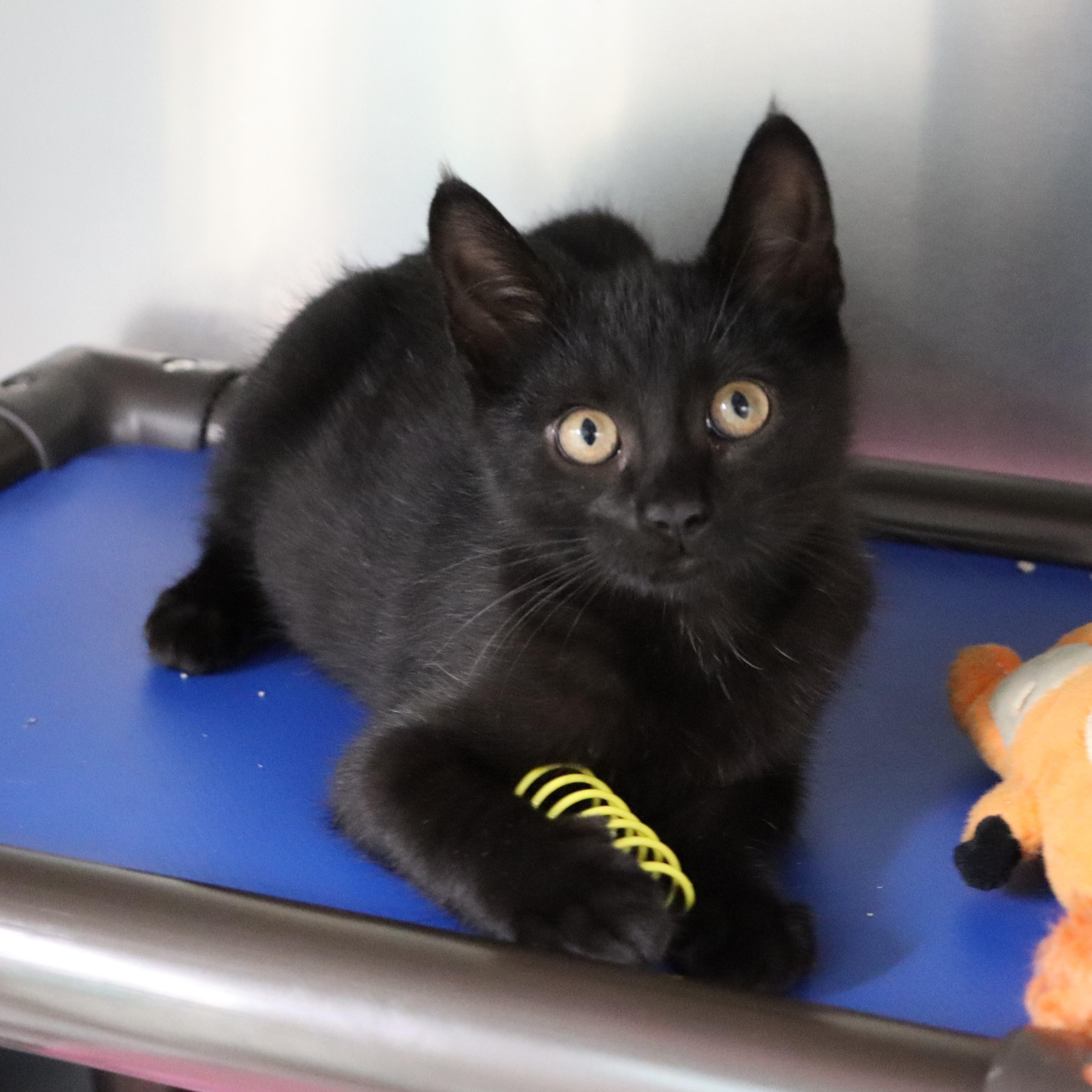 Lizzie, a Adoptable Domestic Short Hair in Beacon, NY image 1/5