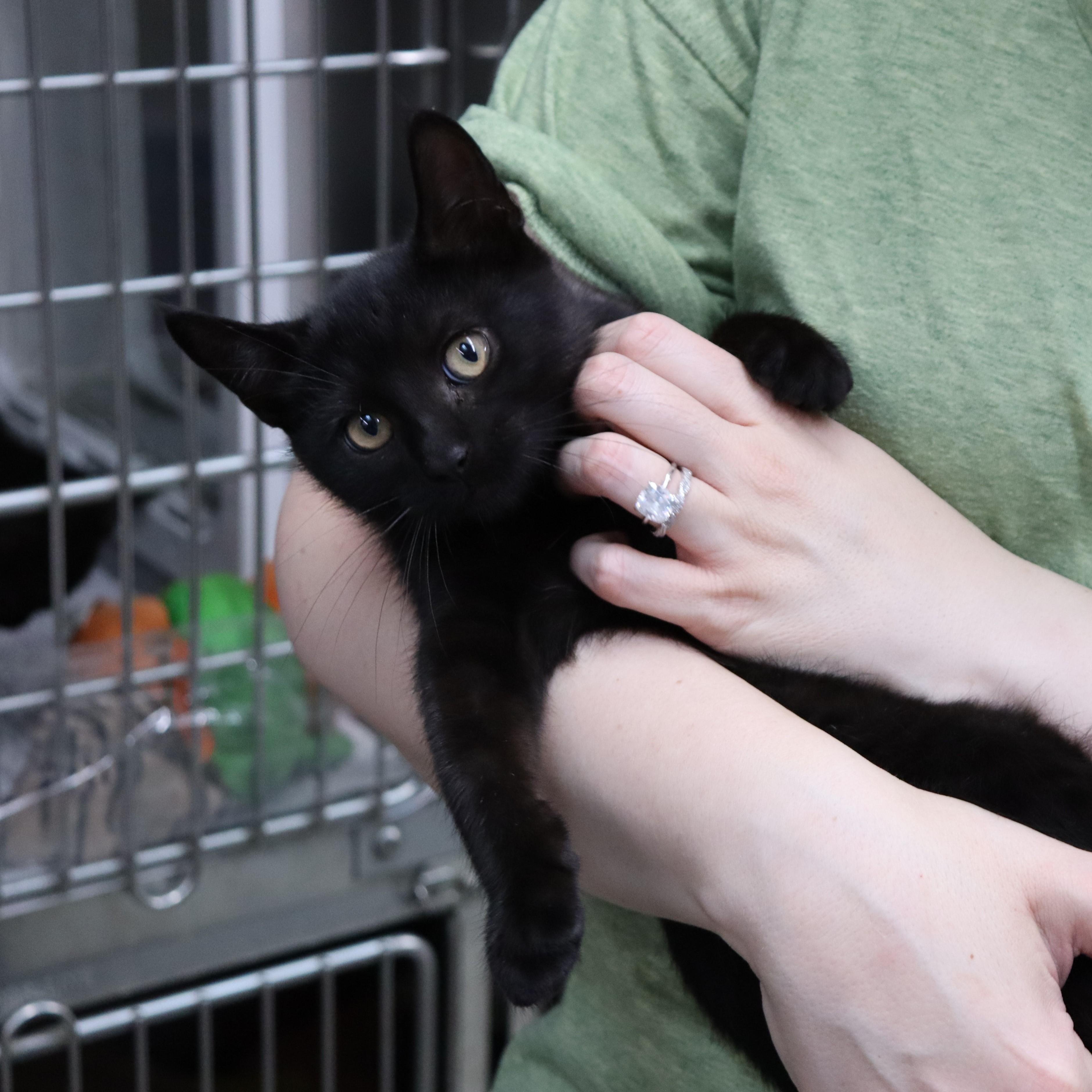 Lizzie, a Adoptable Domestic Short Hair in Beacon, NY image 2/5