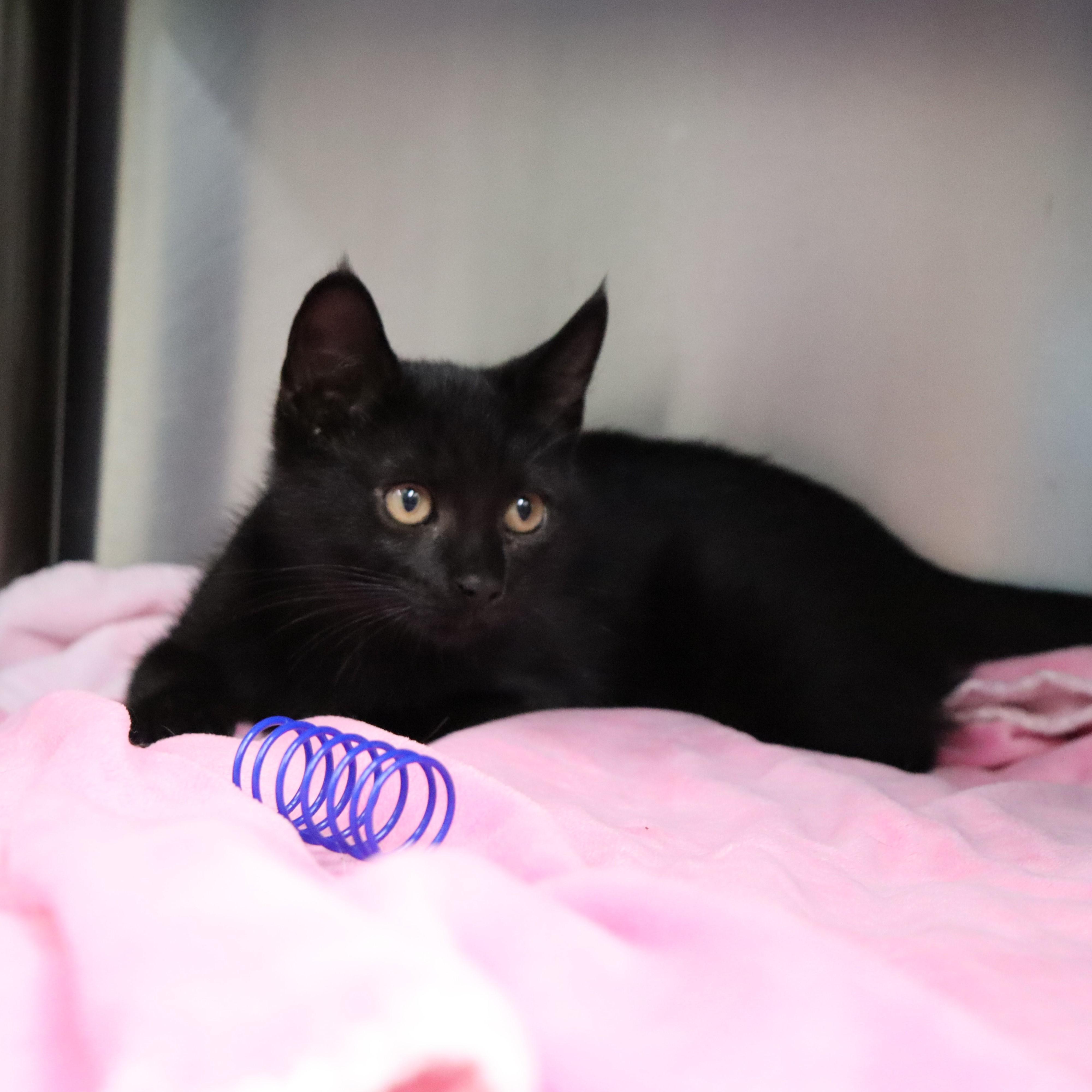 Lizzie, a Adoptable Domestic Short Hair in Beacon, NY image 3/5