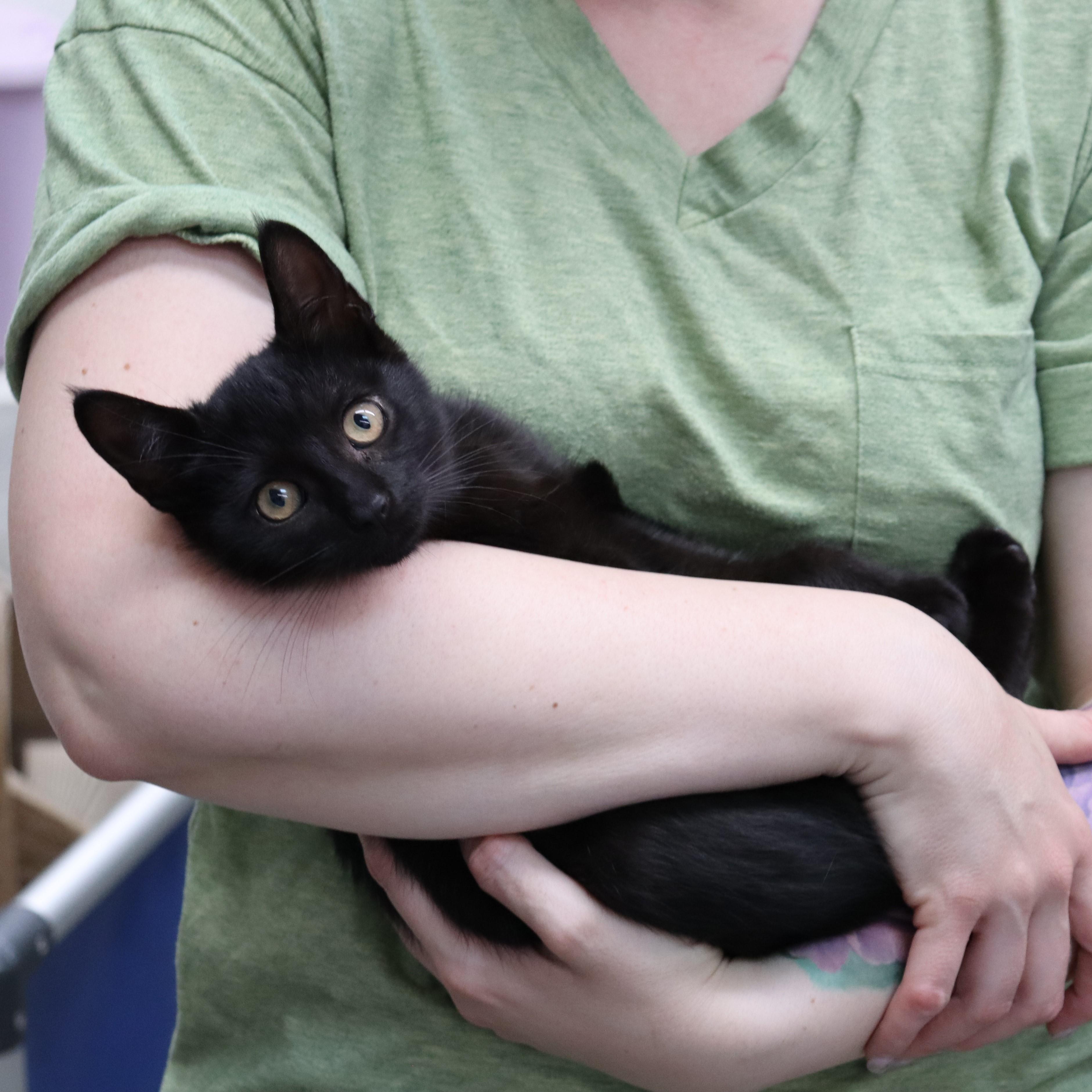 Lizzie, a Adoptable Domestic Short Hair in Beacon, NY image 4/5