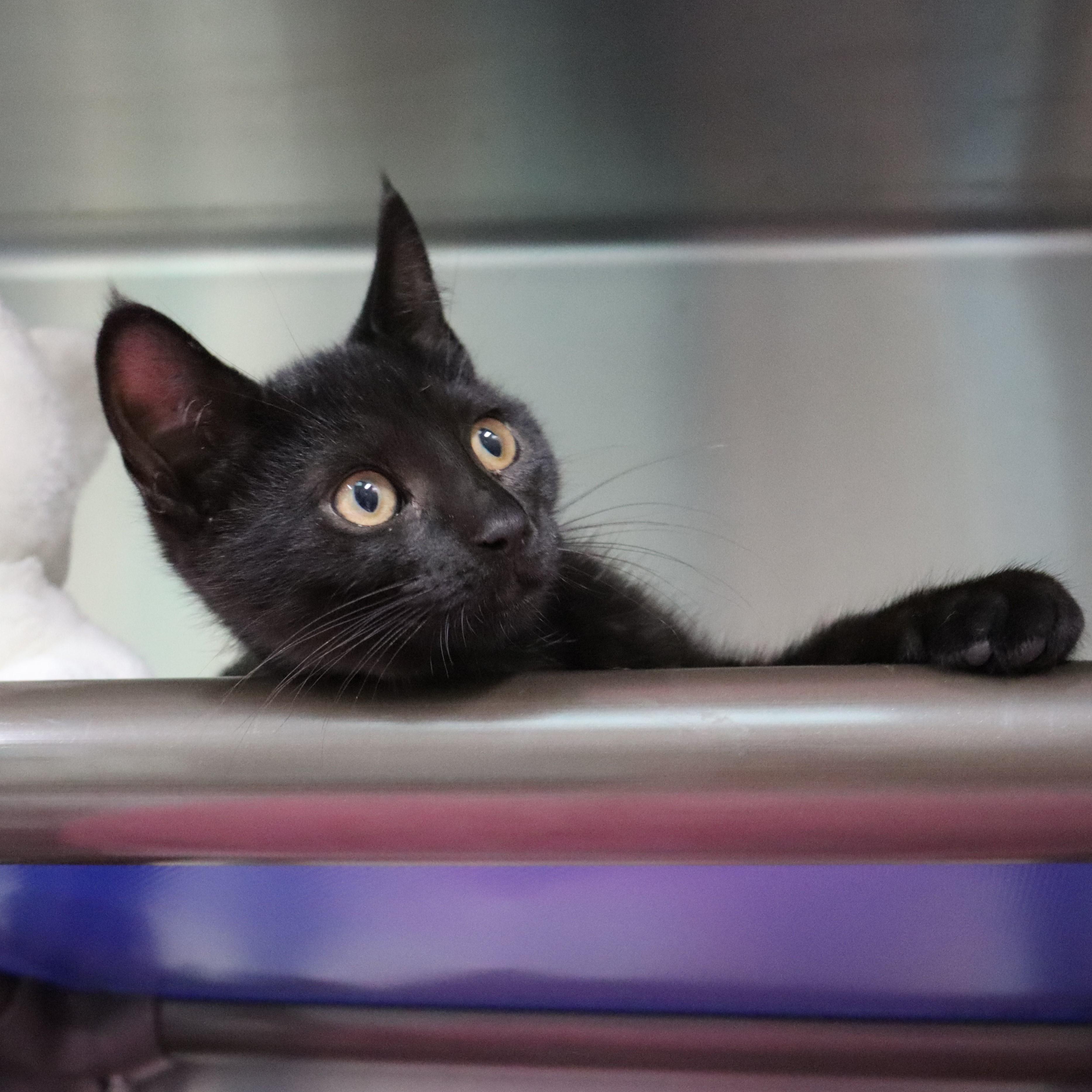 Lizzie, a Adoptable Domestic Short Hair in Beacon, NY image 5/5