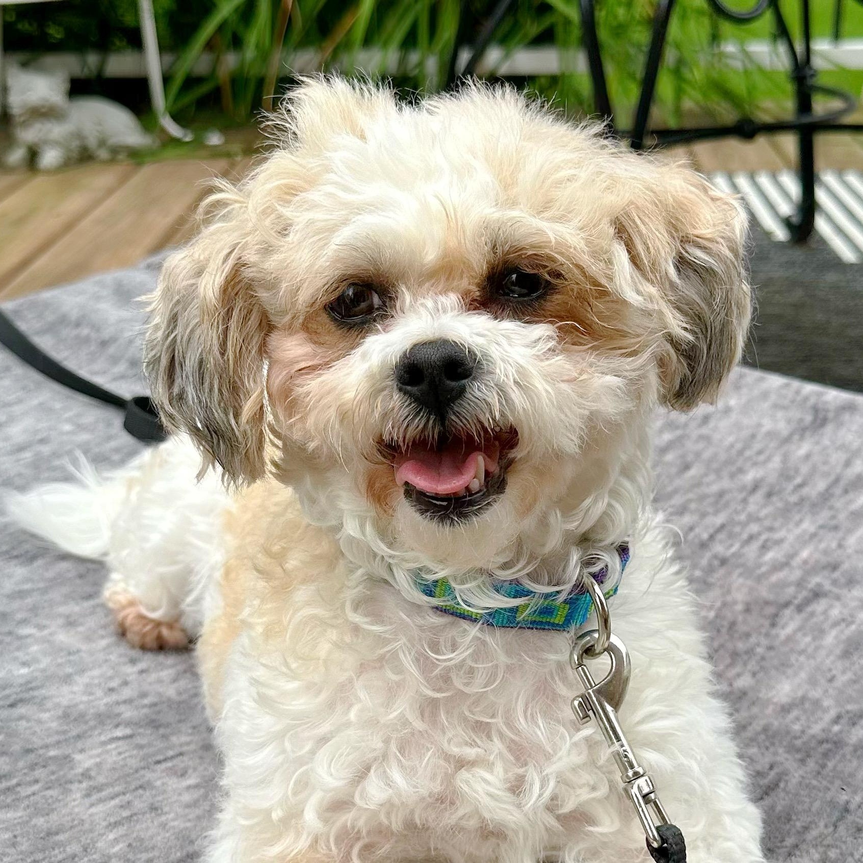 Penne, an adoptable Shih Tzu in Hartland, WI, 53029 | Photo Image 1