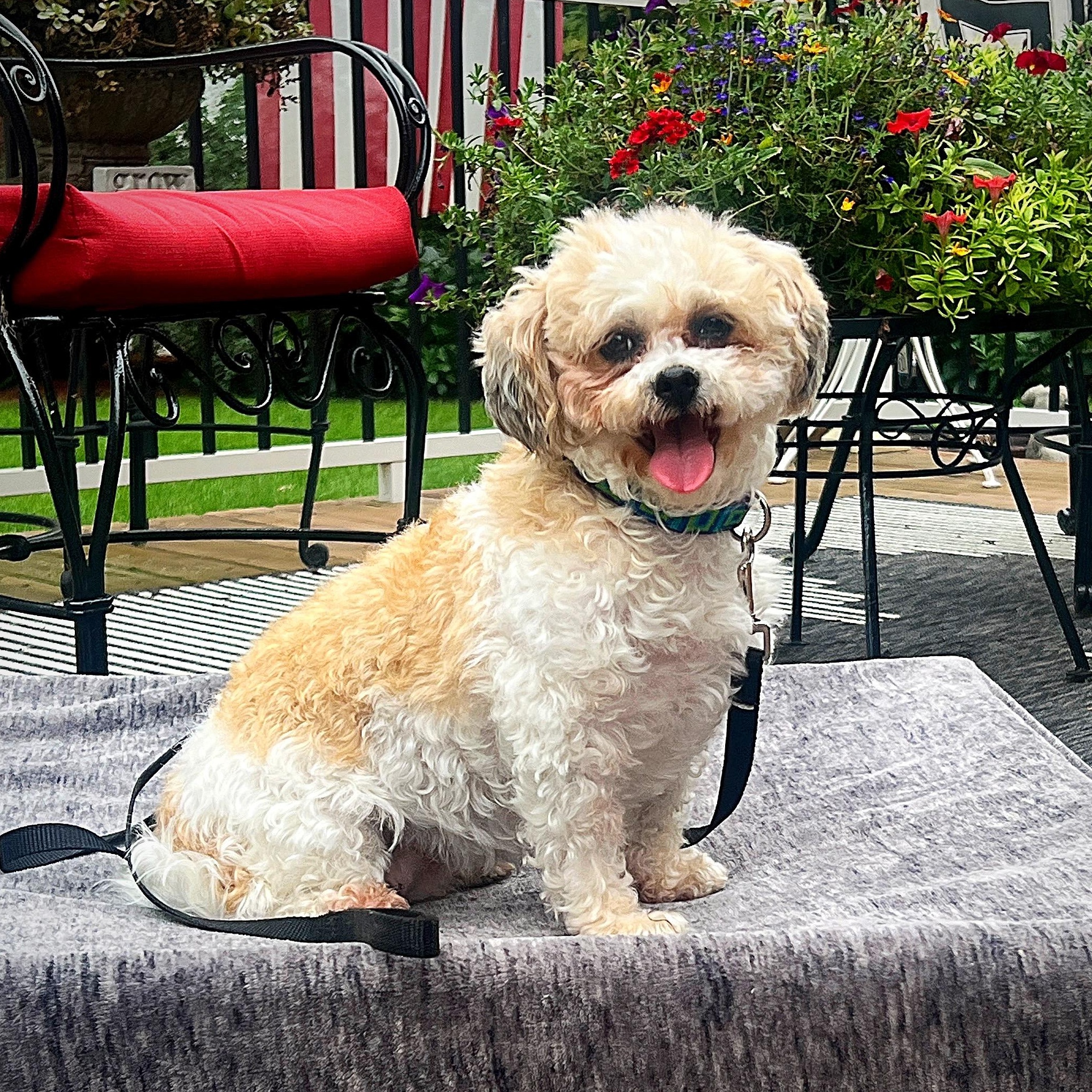 Penne, an adoptable Shih Tzu in Hartland, WI, 53029 | Photo Image 4