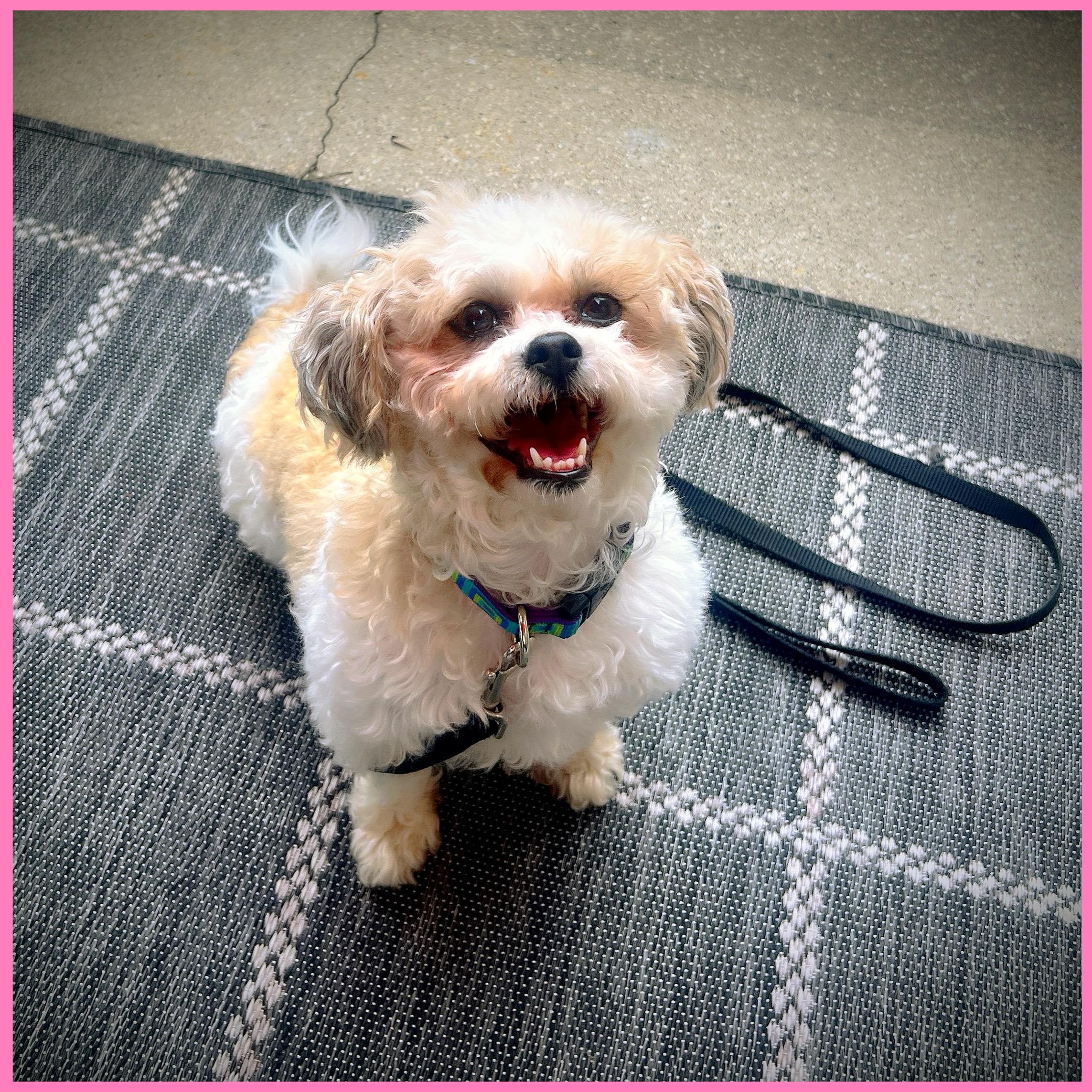 Penne, an adoptable Shih Tzu in Hartland, WI, 53029 | Photo Image 3