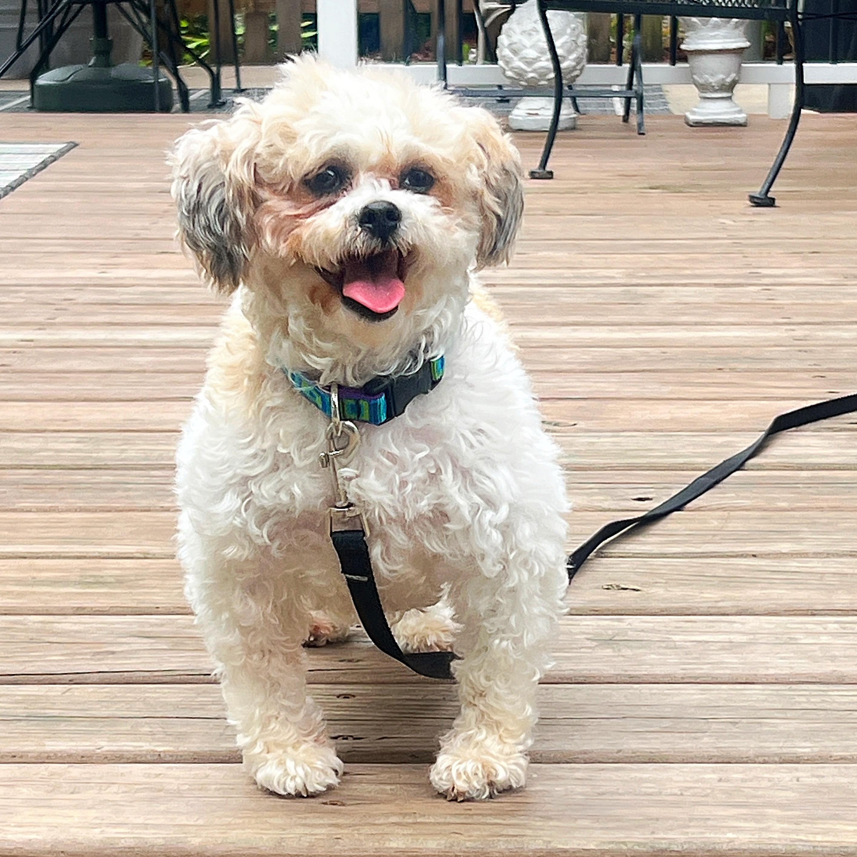 Penne , a Adoptable Shih Tzu in Hartland, WI image 2/6