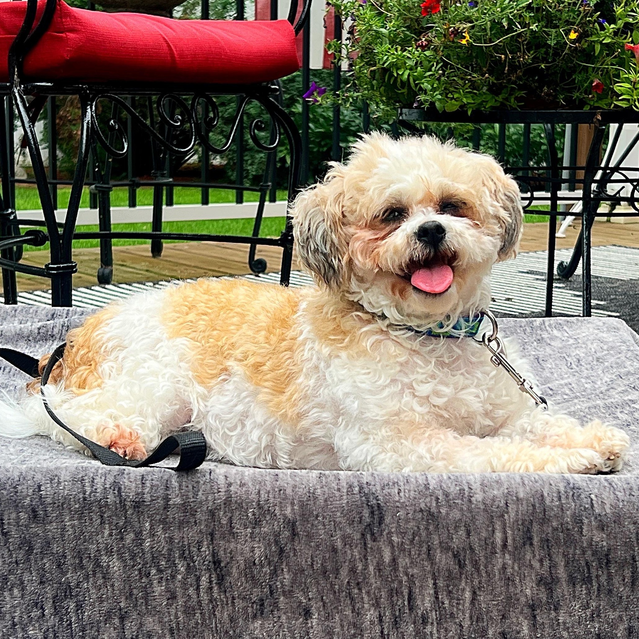 Penne, an adoptable Shih Tzu in Hartland, WI, 53029 | Photo Image 5