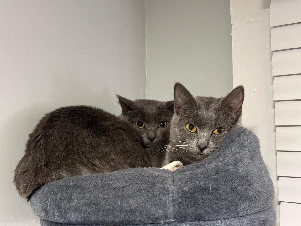 Meg and Ruby (IN FOSTER), adoptable, Young Female Domestic Short Hair.