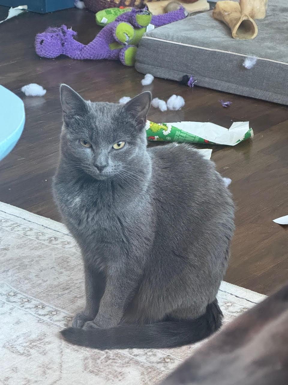 Enlarge Meg- I need a confident cat friend (IN FOSTER), a ADOPTABLE Domestic Short Hair in Manchester, NH image 1/1