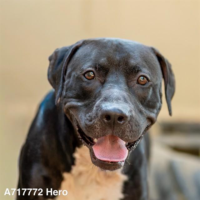 Enlarge HERO, a Adoptable Pit Bull Terrier in Sacramento, CA image 1/1