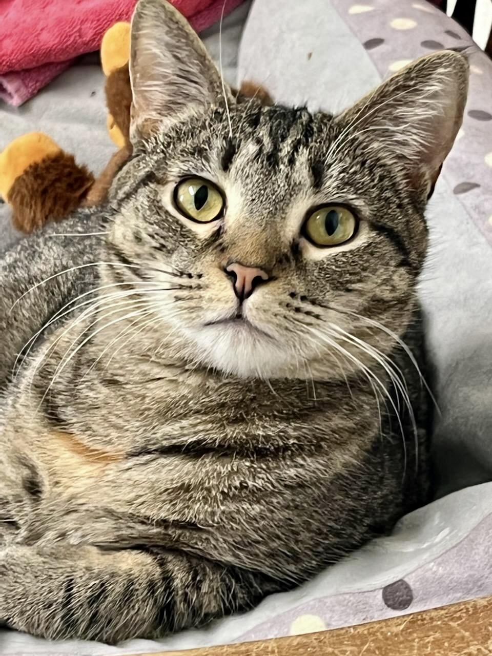 Penny, a Adoptable Domestic Short Hair in Queenstown, MD image 6/6