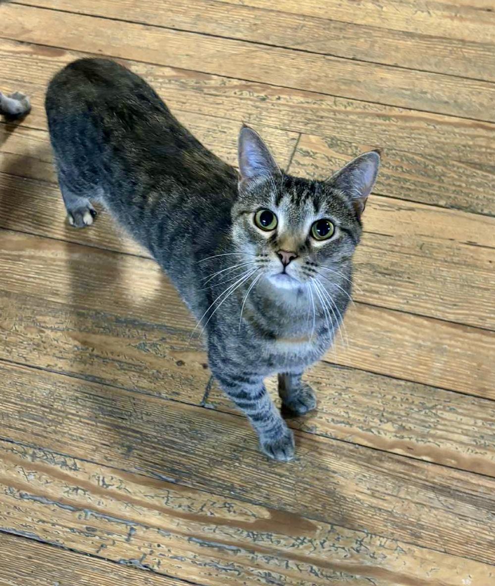 Penny, a Adoptable Domestic Short Hair in Queenstown, MD image 1/6